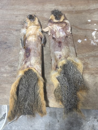 Red squirrel skins - squirrel, dried