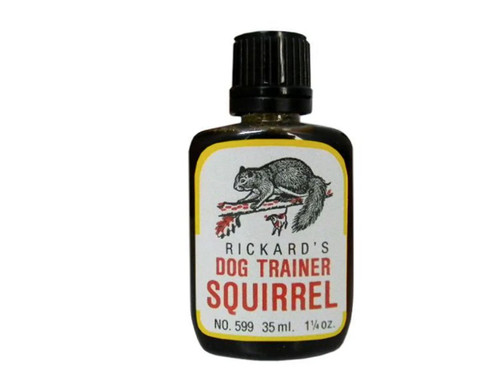 Squirrel dog training - squirrel,