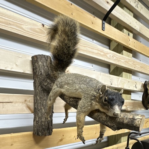 Sherman fox squirrel rare - sherman’s,